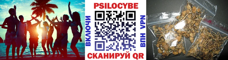 Купить закладки  Краснознаменск  Псилоцибиновые грибы мицелий 